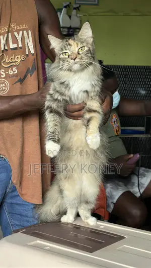 6-12 months Female Purebred Maine Coon