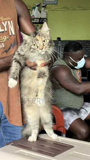 6-12 months Female Purebred Maine Coon