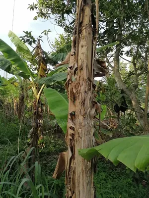 Land for Rent