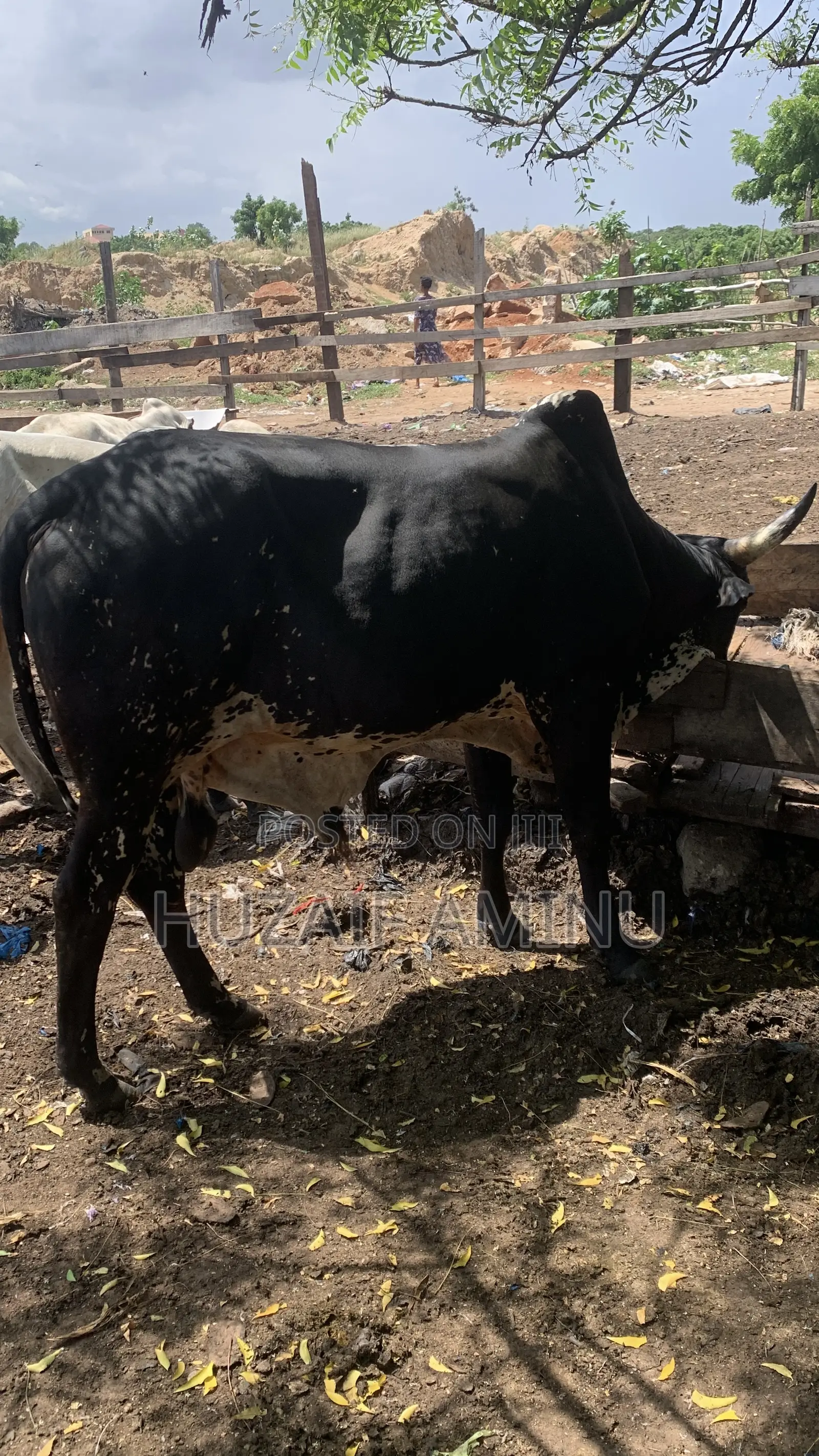 Farm-Fresh Cows for Sale, Strong, Healthy Cows Ready for Your Farm