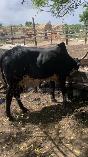 Farm-Fresh Cows for Sale, Strong, Healthy Cows Ready for Your Farm