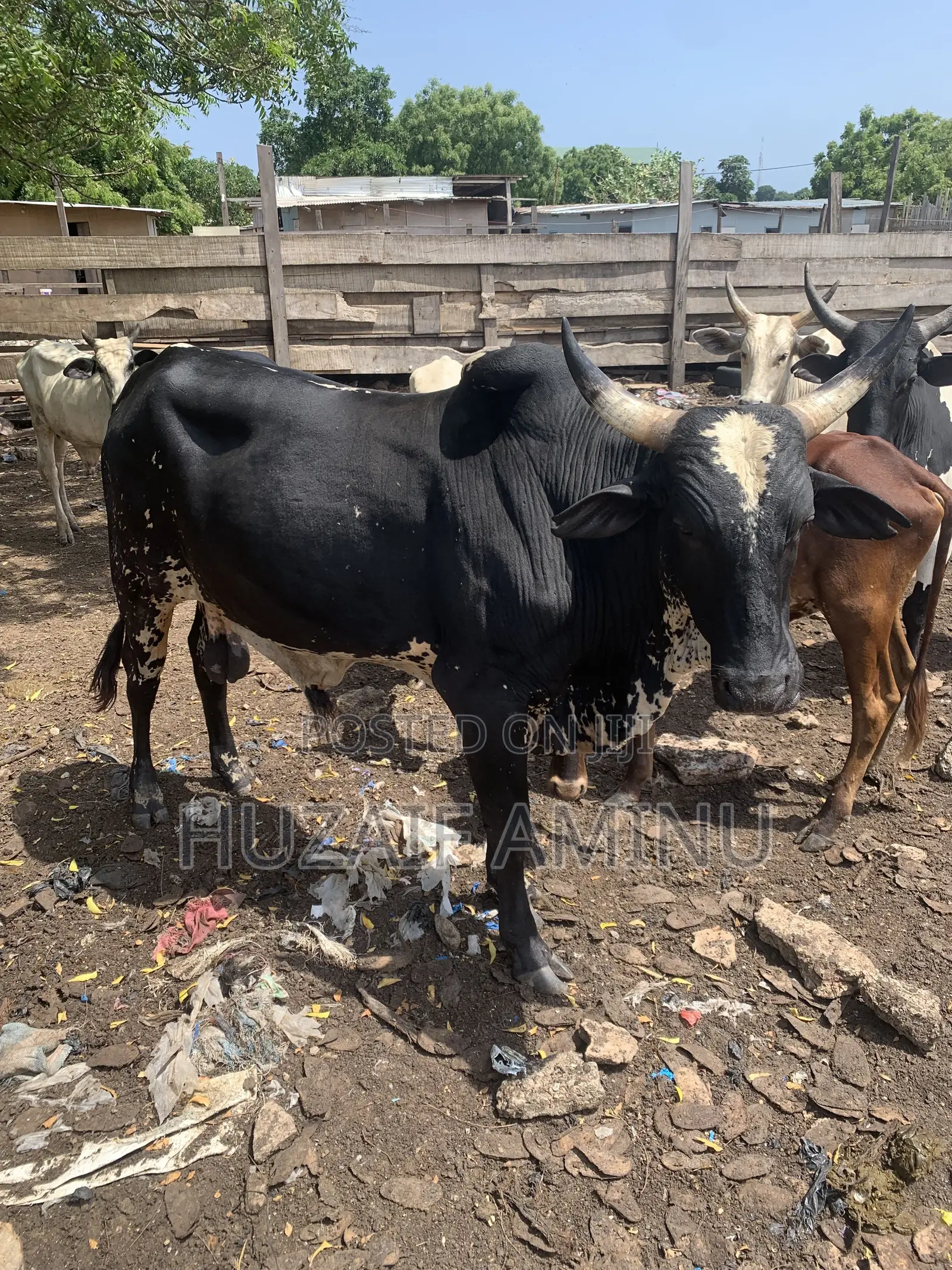 Farm-Fresh Cows for Sale, Strong, Healthy Cows Ready for Your Farm
