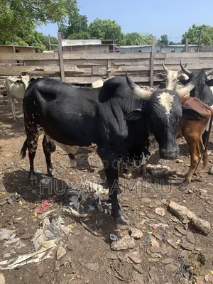 Farm-Fresh Cows for Sale, Strong, Healthy Cows Ready for Your Farm
