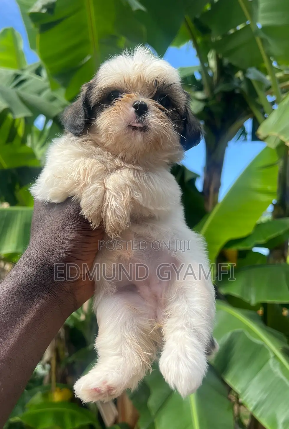 1-3 months Female Purebred Shih Tzu