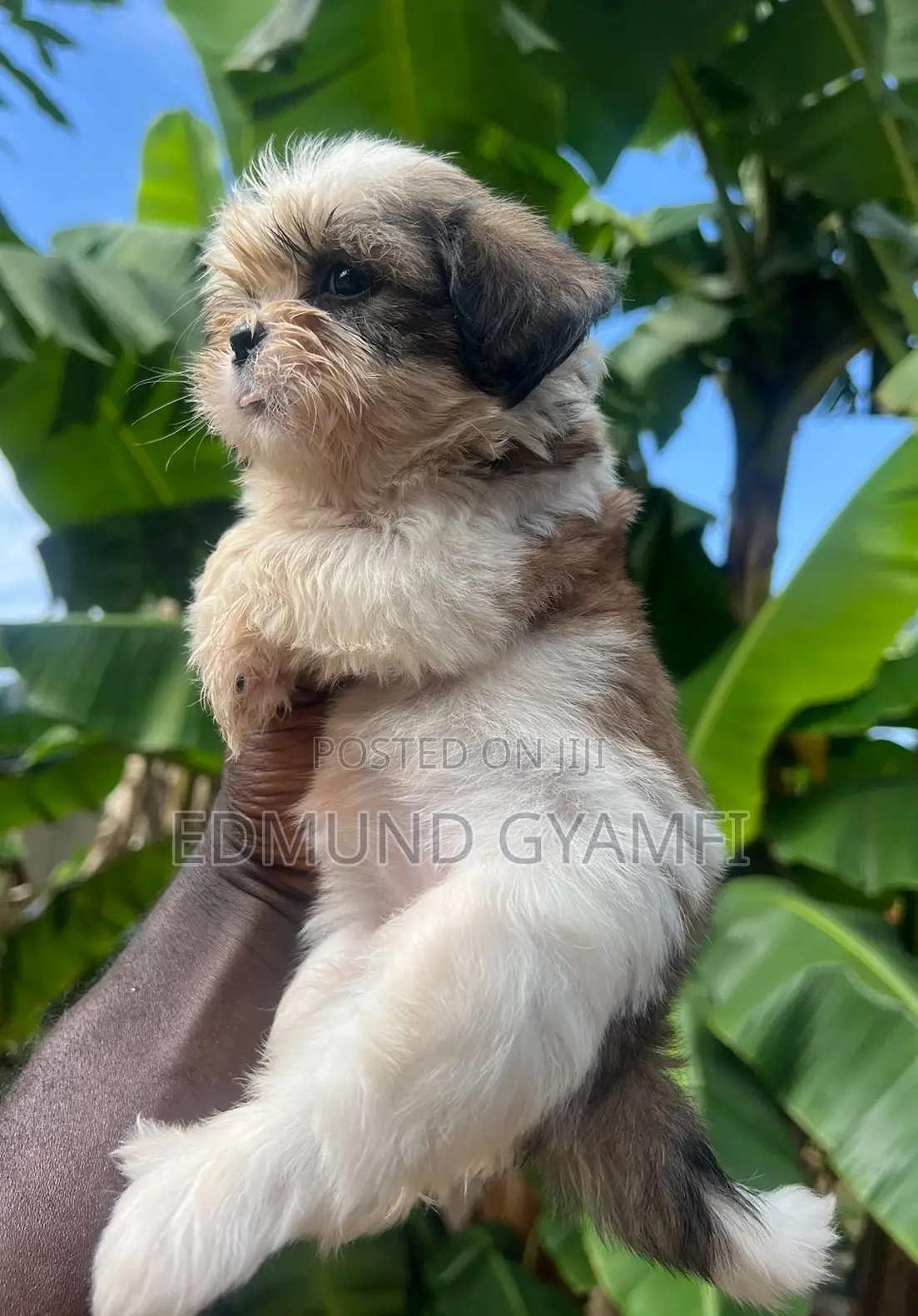 1-3 months Female Purebred Shih Tzu