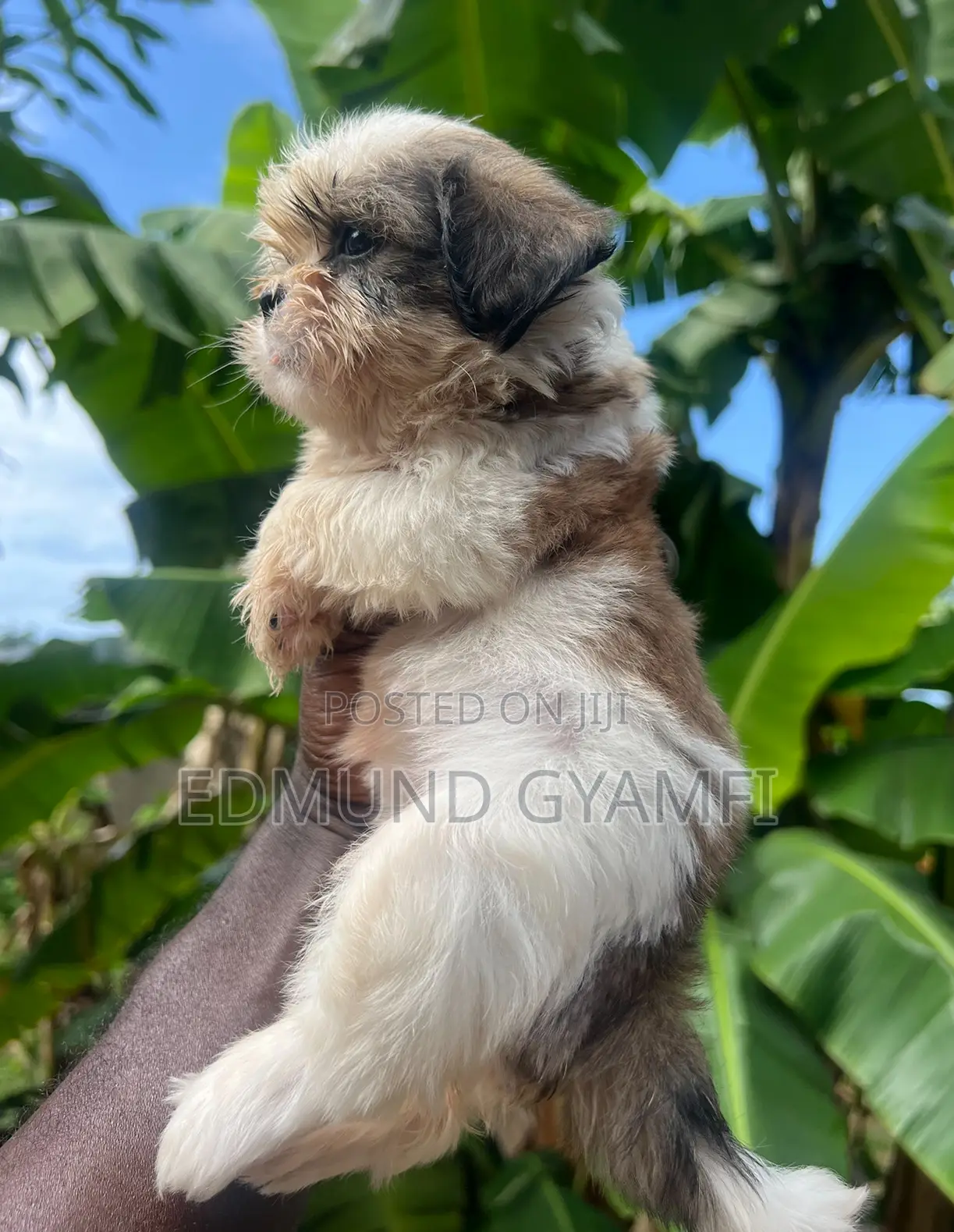 1-3 months Female Purebred Shih Tzu