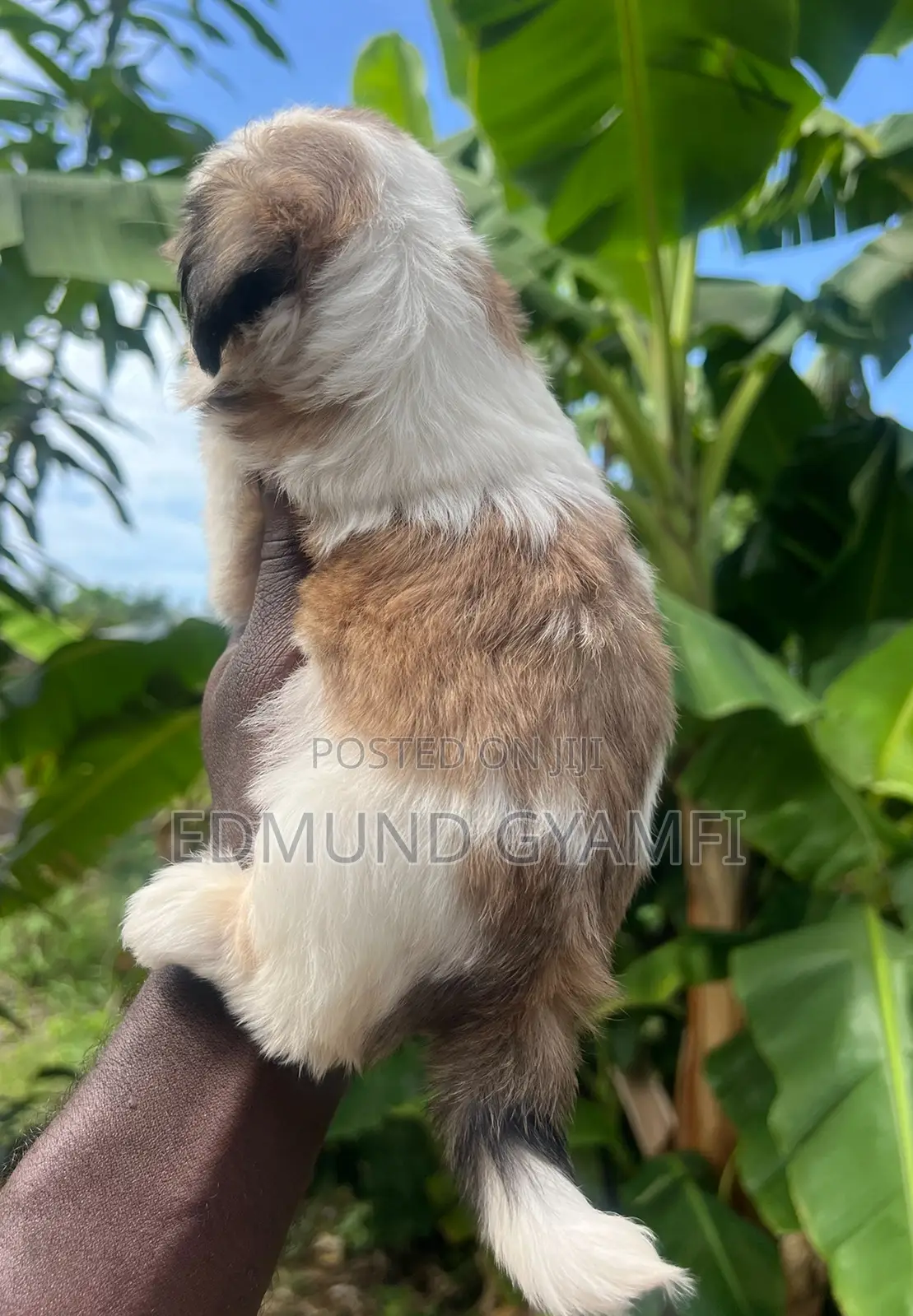 1-3 months Female Purebred Shih Tzu