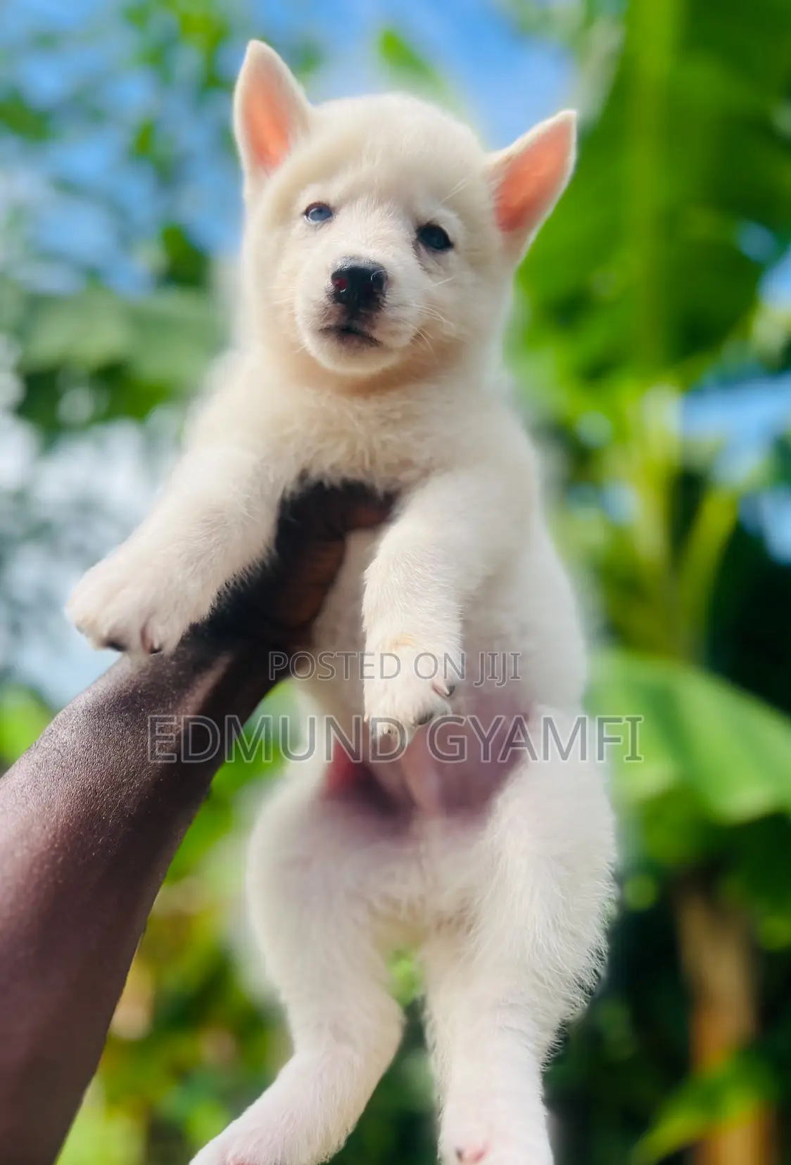 1-3 months Male Purebred Siberian Husky