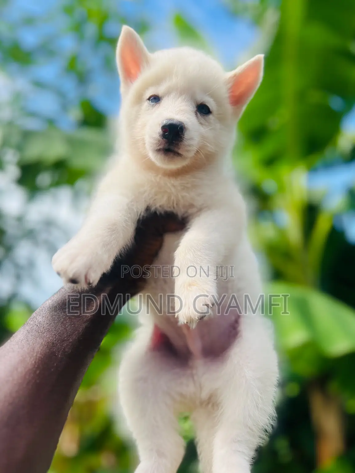 1-3 months Male Purebred Siberian Husky