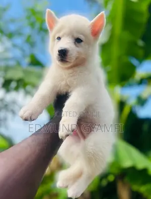 1-3 months Male Purebred Siberian Husky