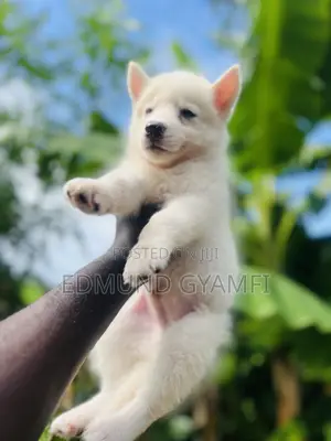1-3 months Male Purebred Siberian Husky