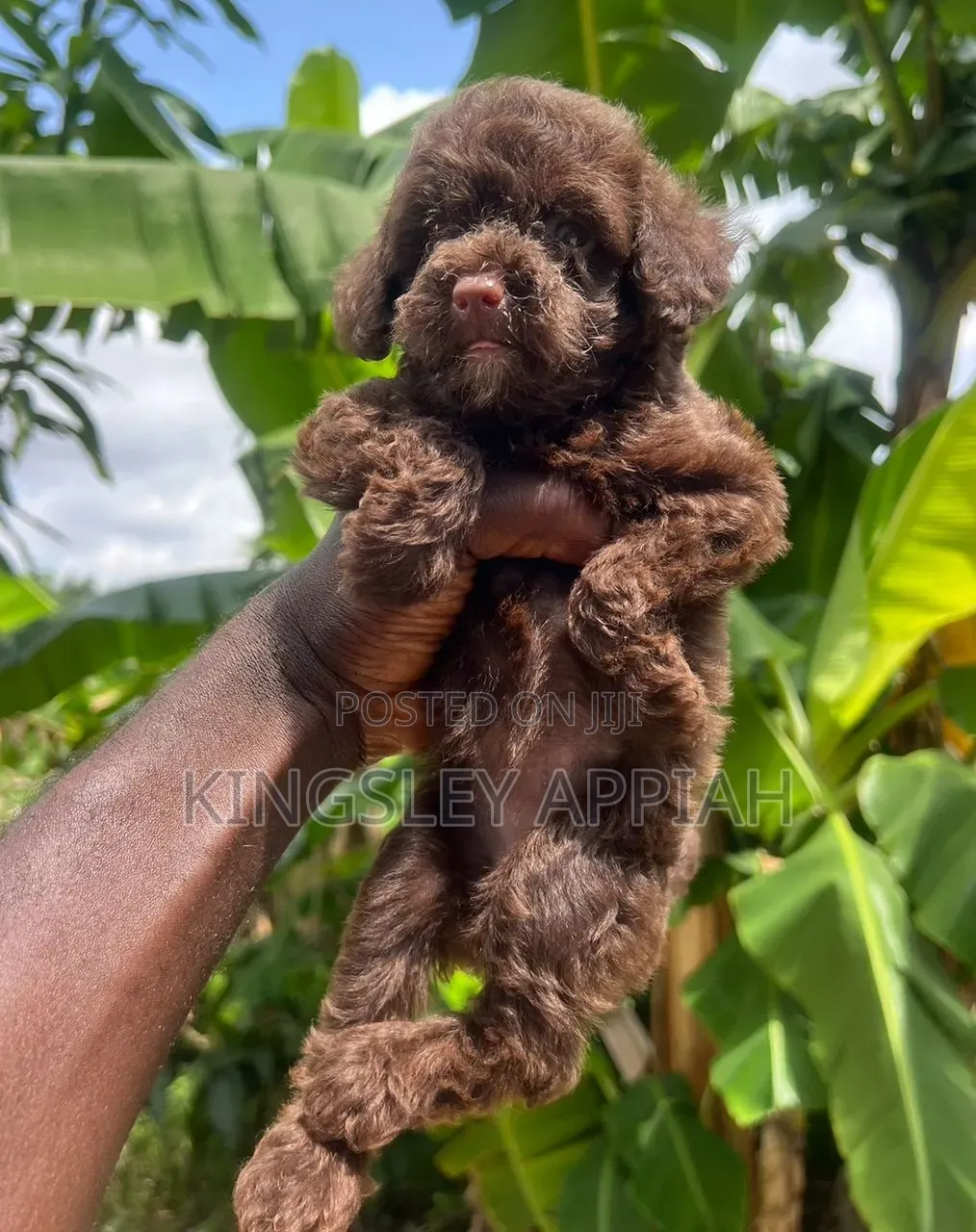 1-3 months Female Purebred Poodle