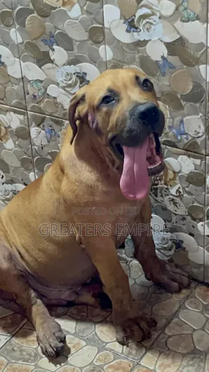 3-6 months Male Purebred Boerboel