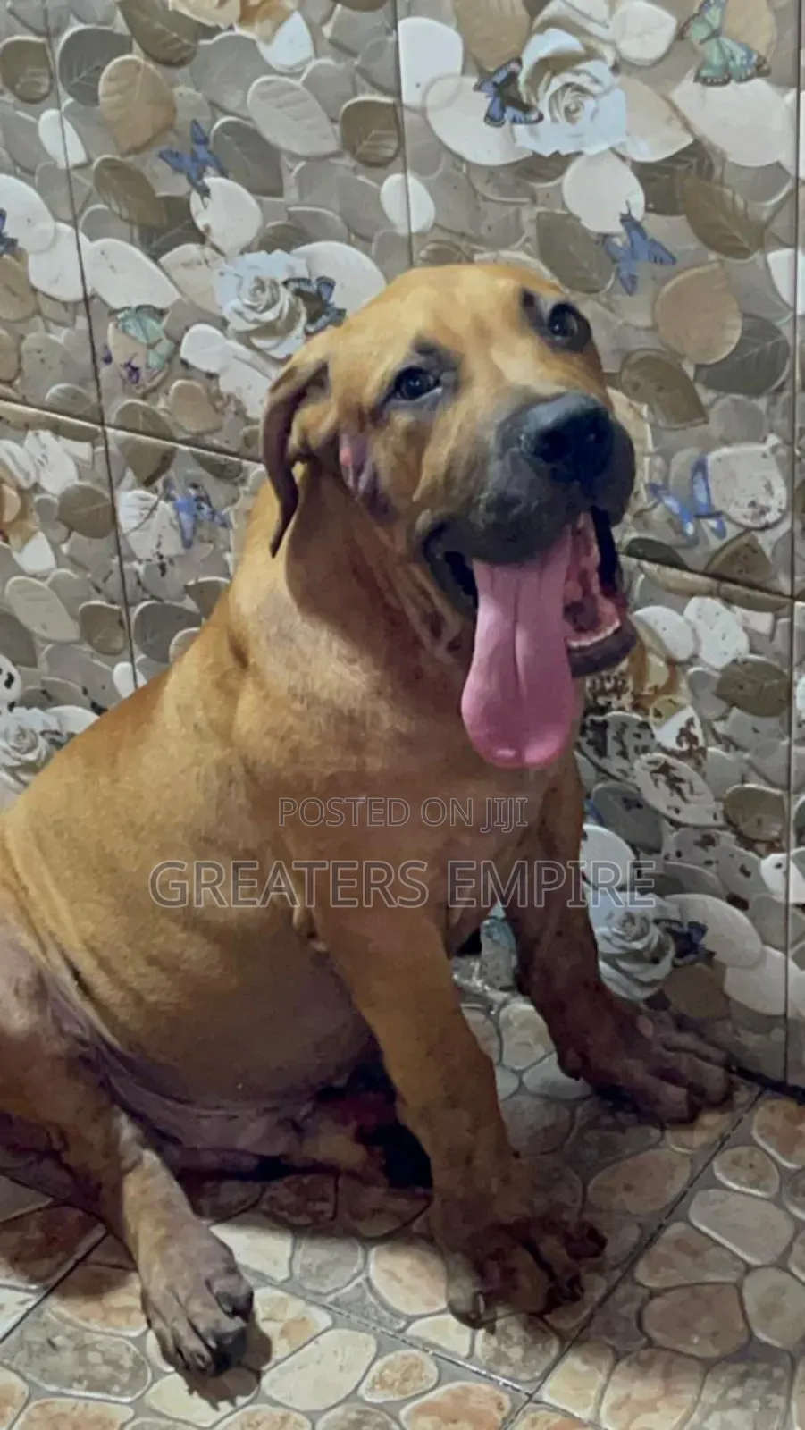3-6 months Male Purebred Boerboel