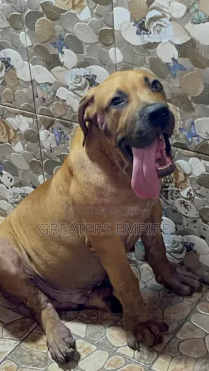 3-6 months Male Purebred Boerboel