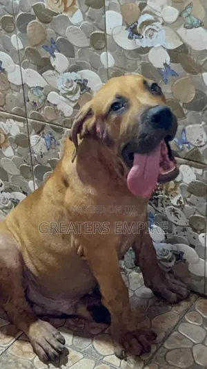3-6 months Male Purebred Boerboel