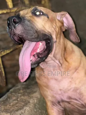 3-6 months Male Purebred Boerboel