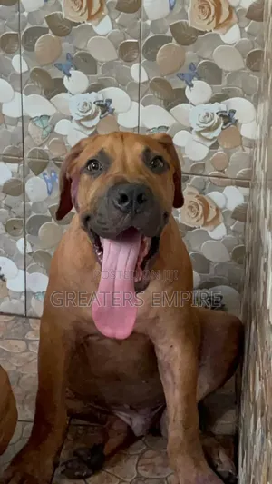 3-6 months Male Purebred Boerboel