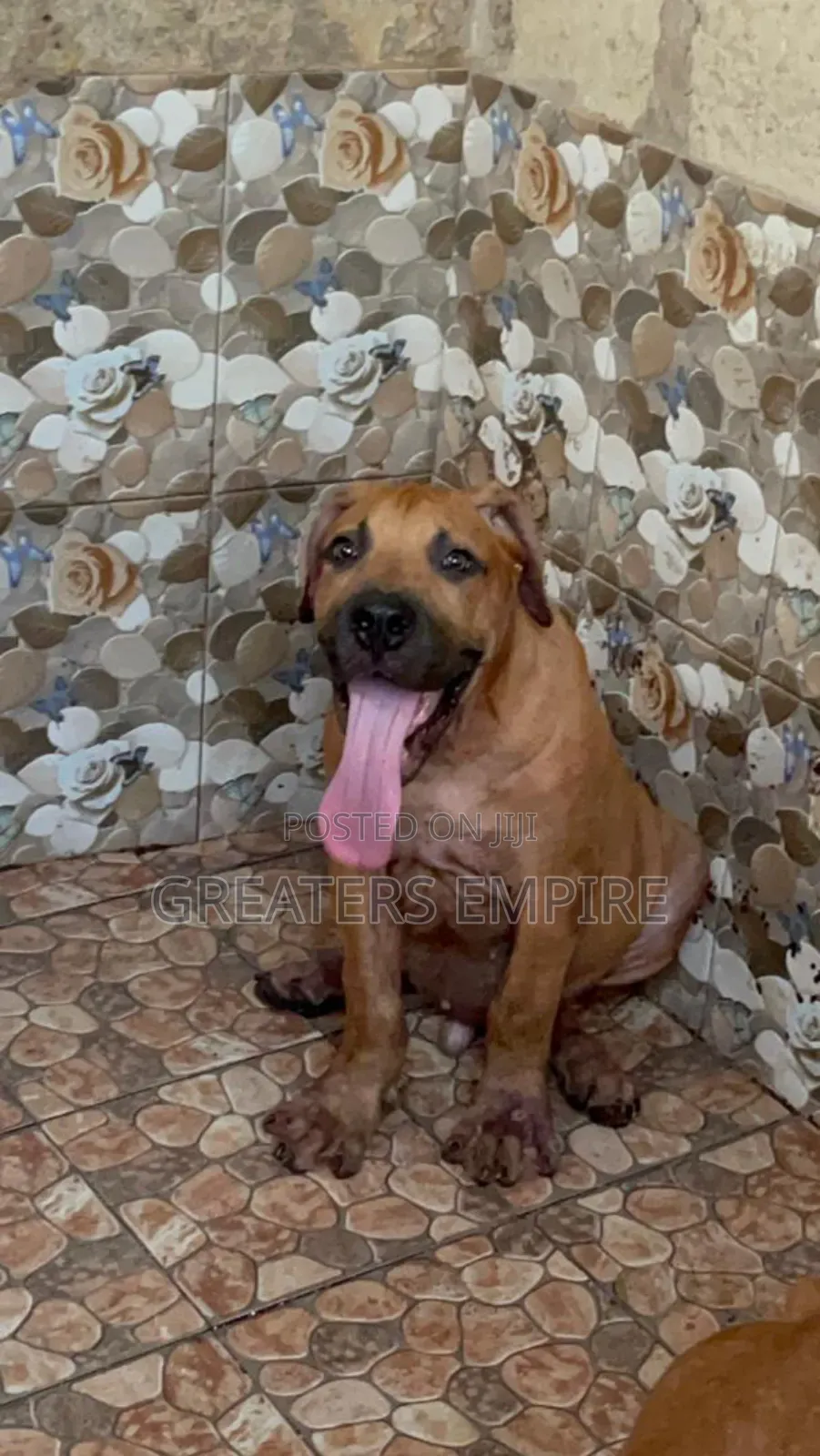 3-6 months Male Purebred Boerboel