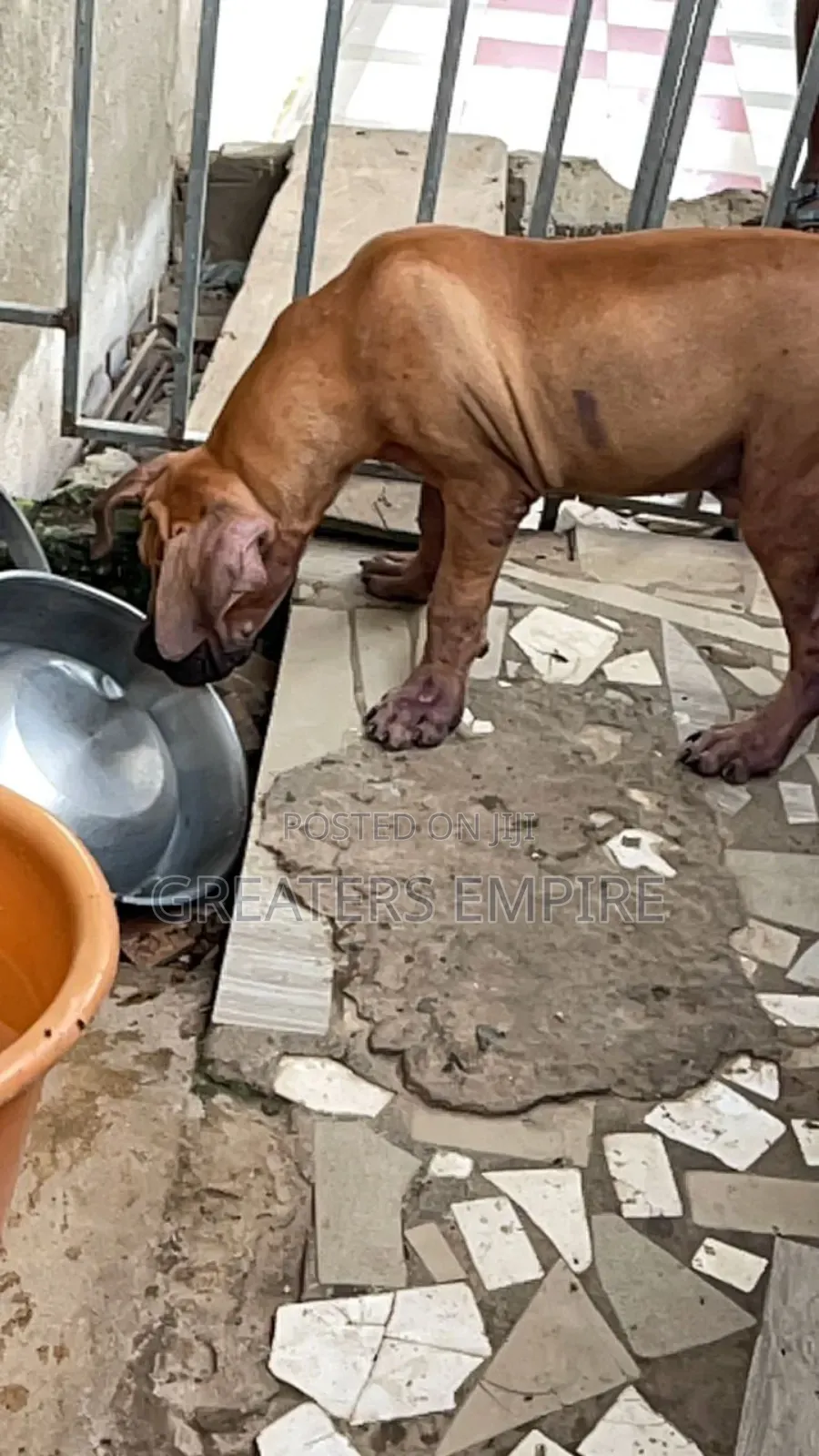 3-6 months Male Purebred Boerboel