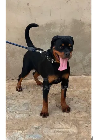 1+ year Female Purebred Rottweiler