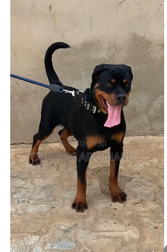 1+ year Female Purebred Rottweiler
