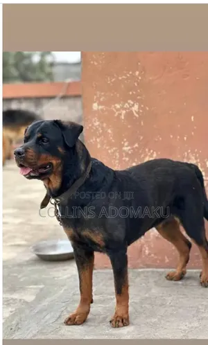 1+ year Female Purebred Rottweiler