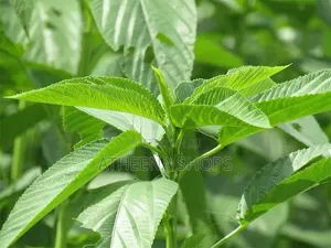 Ayoyo / Ademe/ Jute Seeds