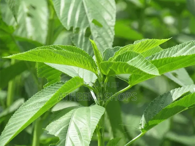 Ayoyo / Ademe/ Jute Seeds