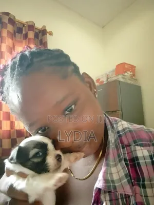 3-6 months Female Mixed Breed Poodle