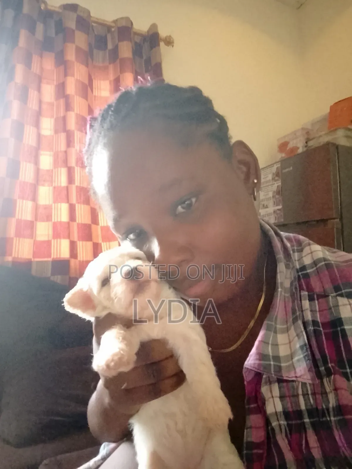3-6 months Female Mixed Breed Poodle