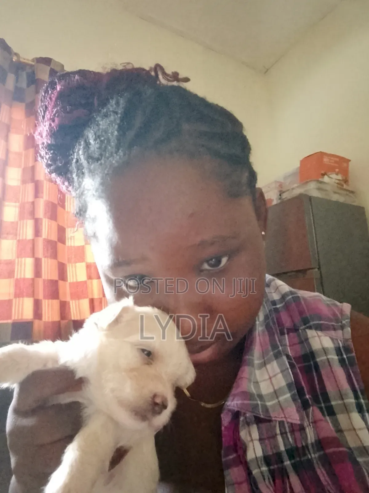 3-6 months Female Mixed Breed Poodle