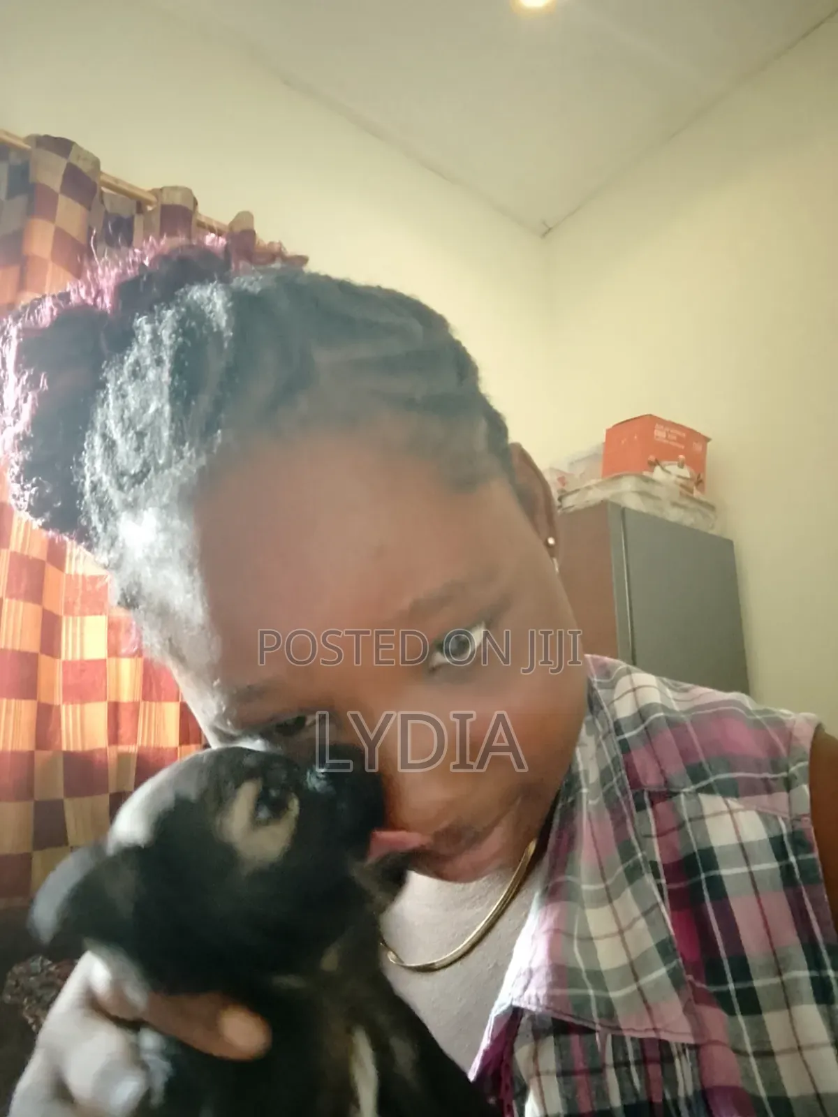 3-6 months Female Mixed Breed Poodle