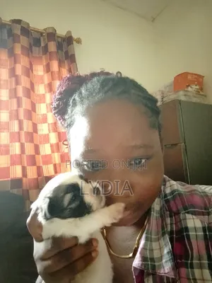 3-6 months Female Mixed Breed Poodle