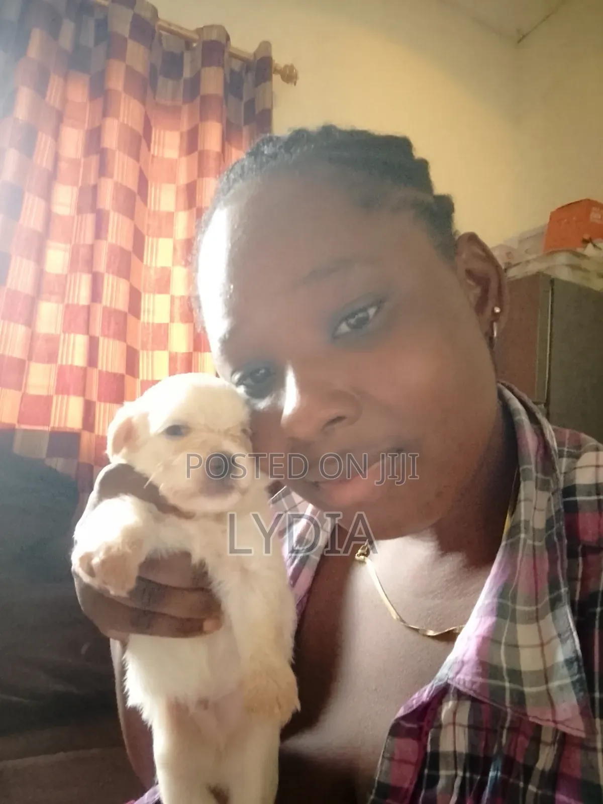 3-6 months Female Mixed Breed Poodle
