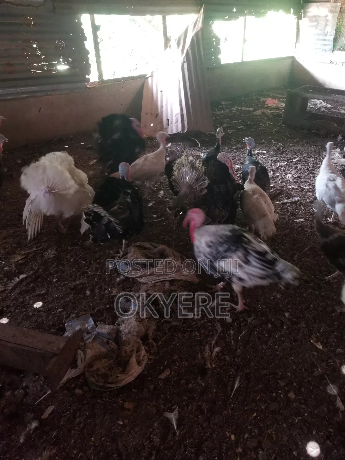 Turkeys for Sale