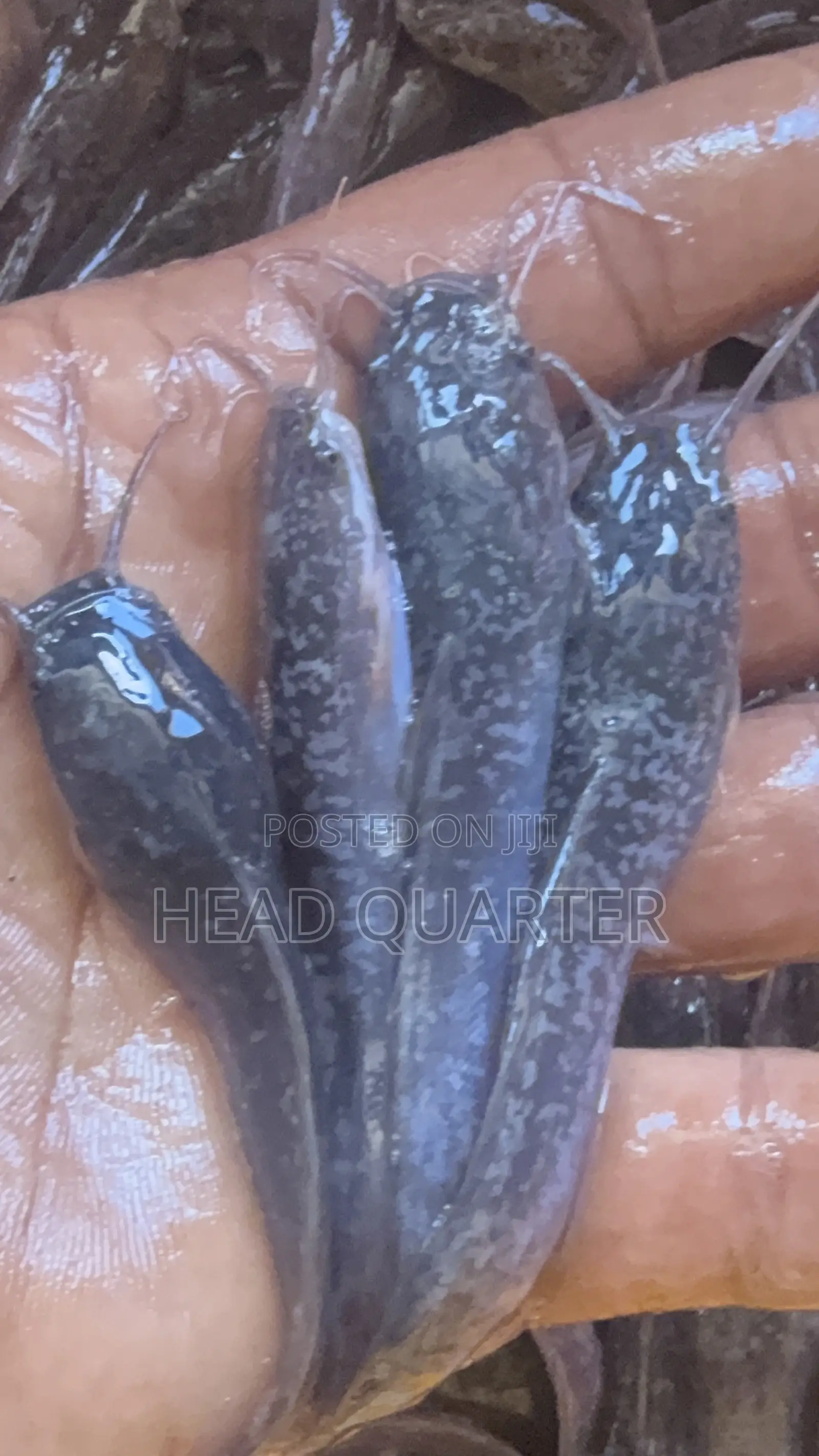 Jumbo Healthy Catfish Fingerlings Available for Sale.