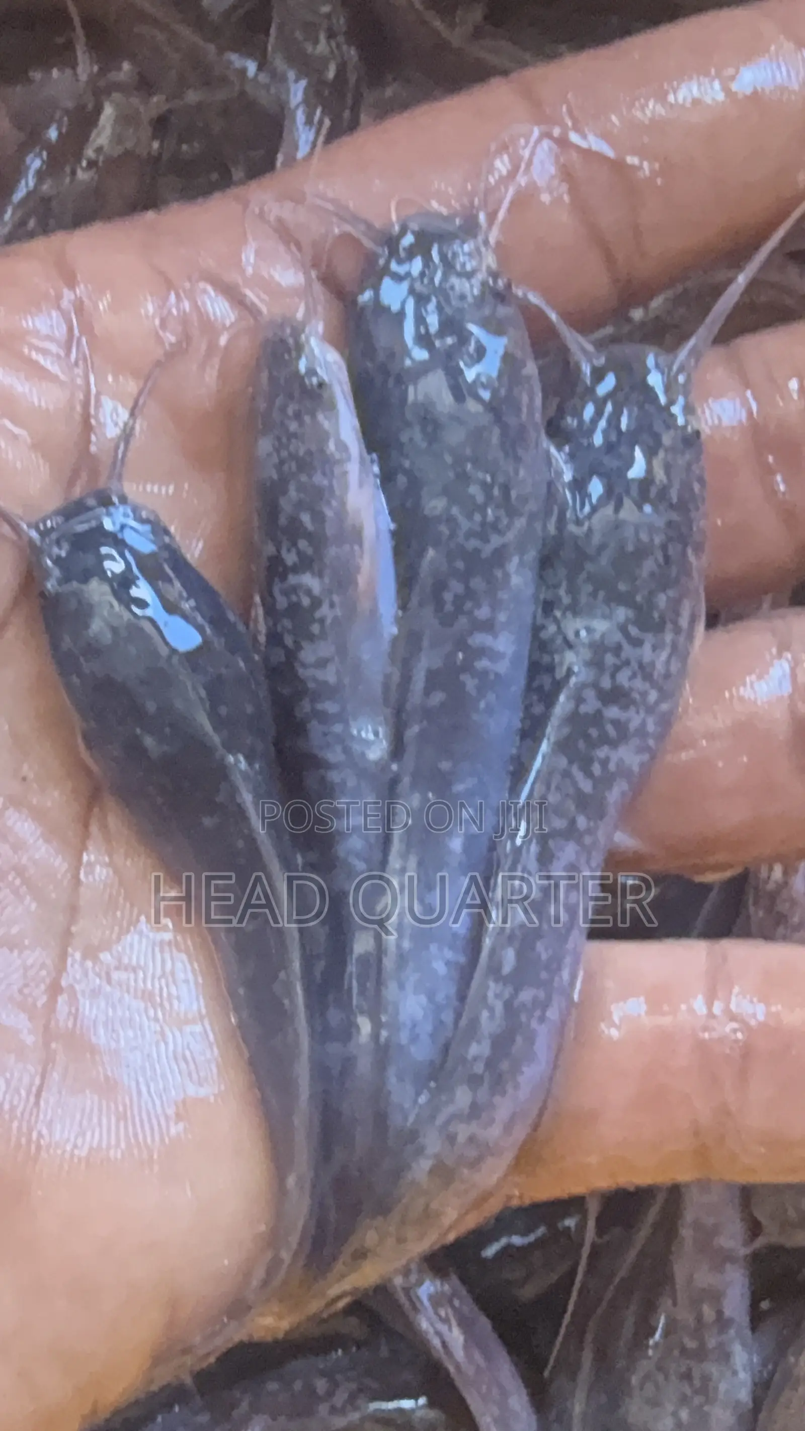 Jumbo Healthy Catfish Fingerlings Available for Sale.