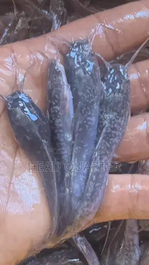 Jumbo Healthy Catfish Fingerlings Available for Sale.