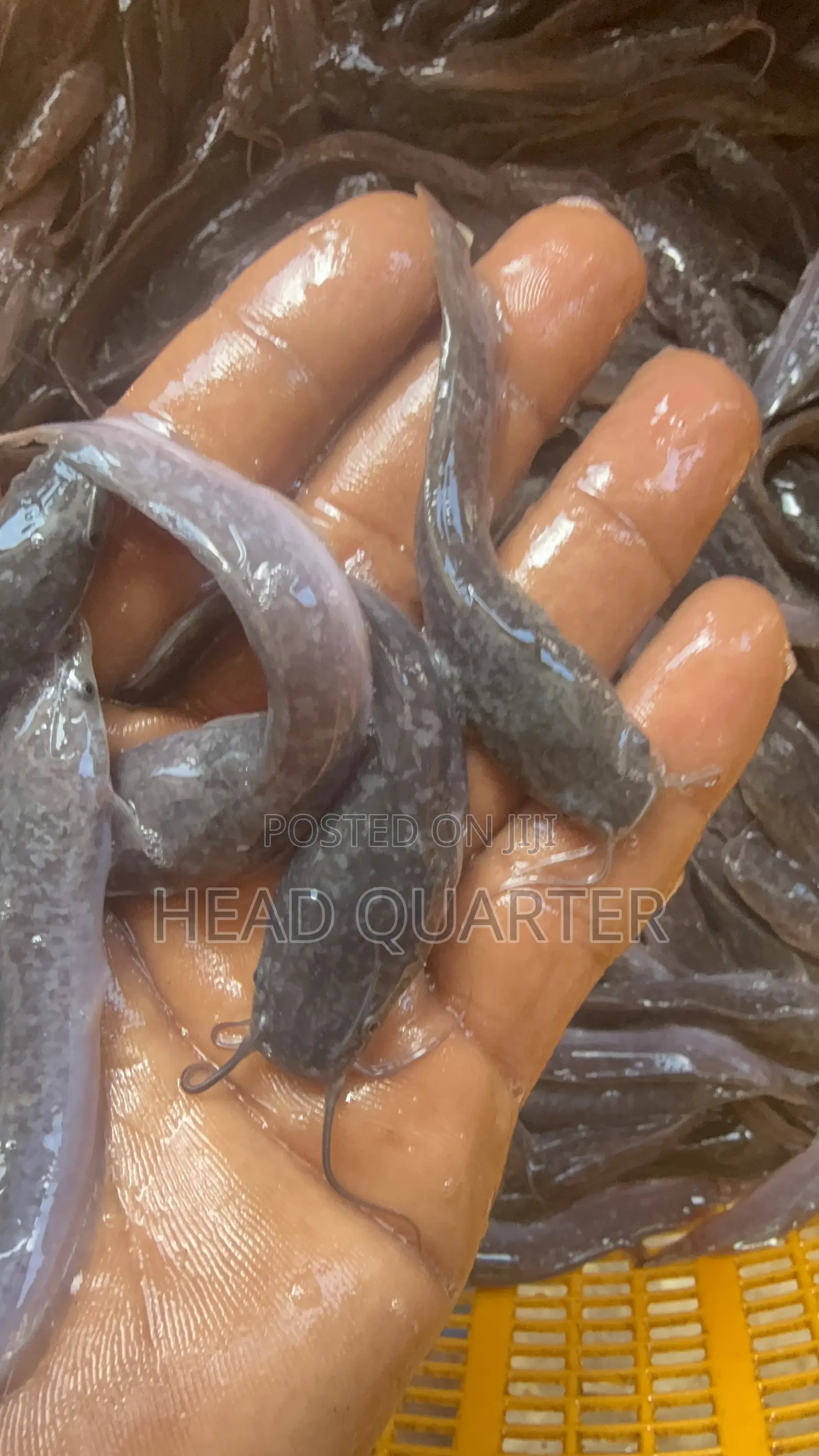 Jumbo Healthy Catfish Fingerlings Available for Sale.