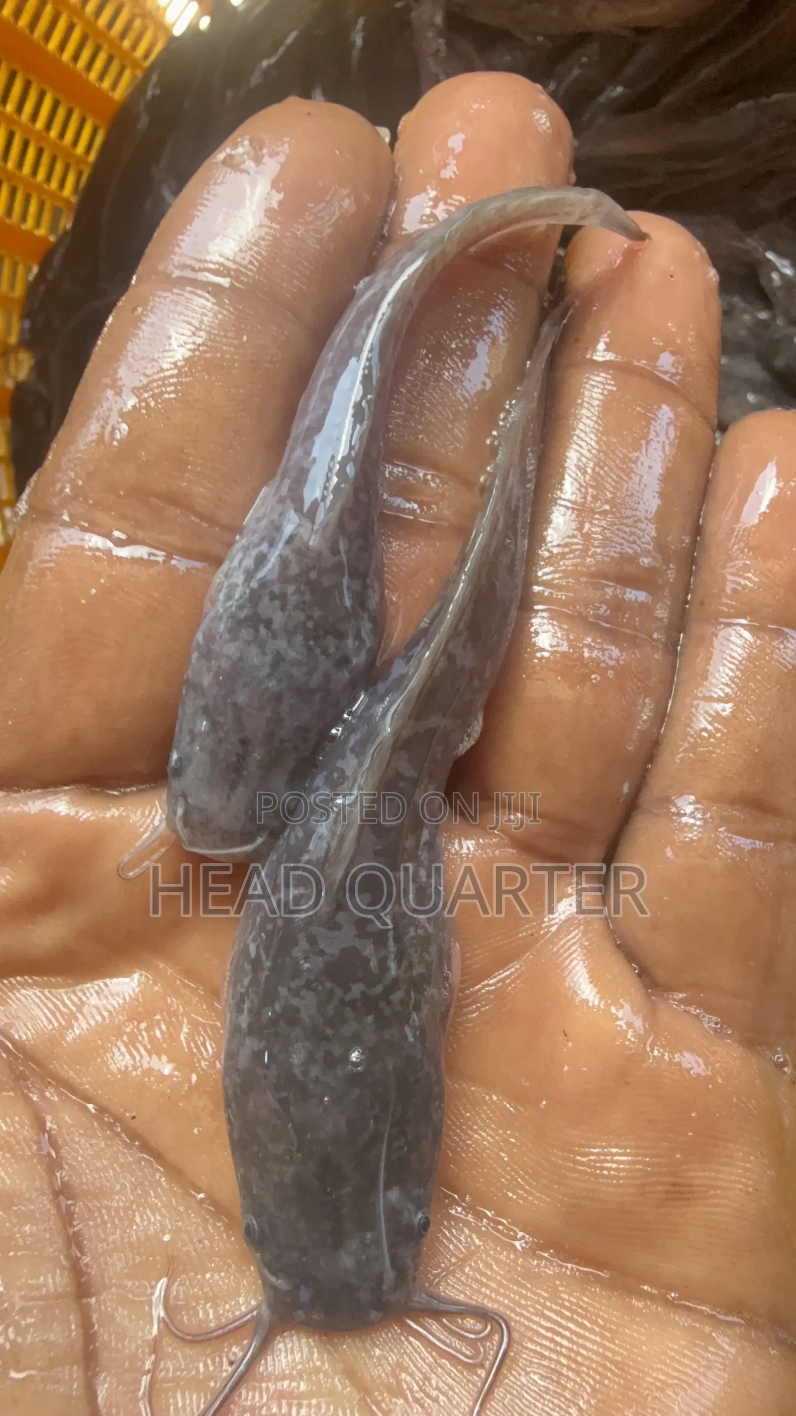 Jumbo Healthy Catfish Fingerlings Available for Sale.