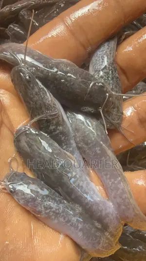 Jumbo Healthy Catfish Fingerlings Available for Sale.