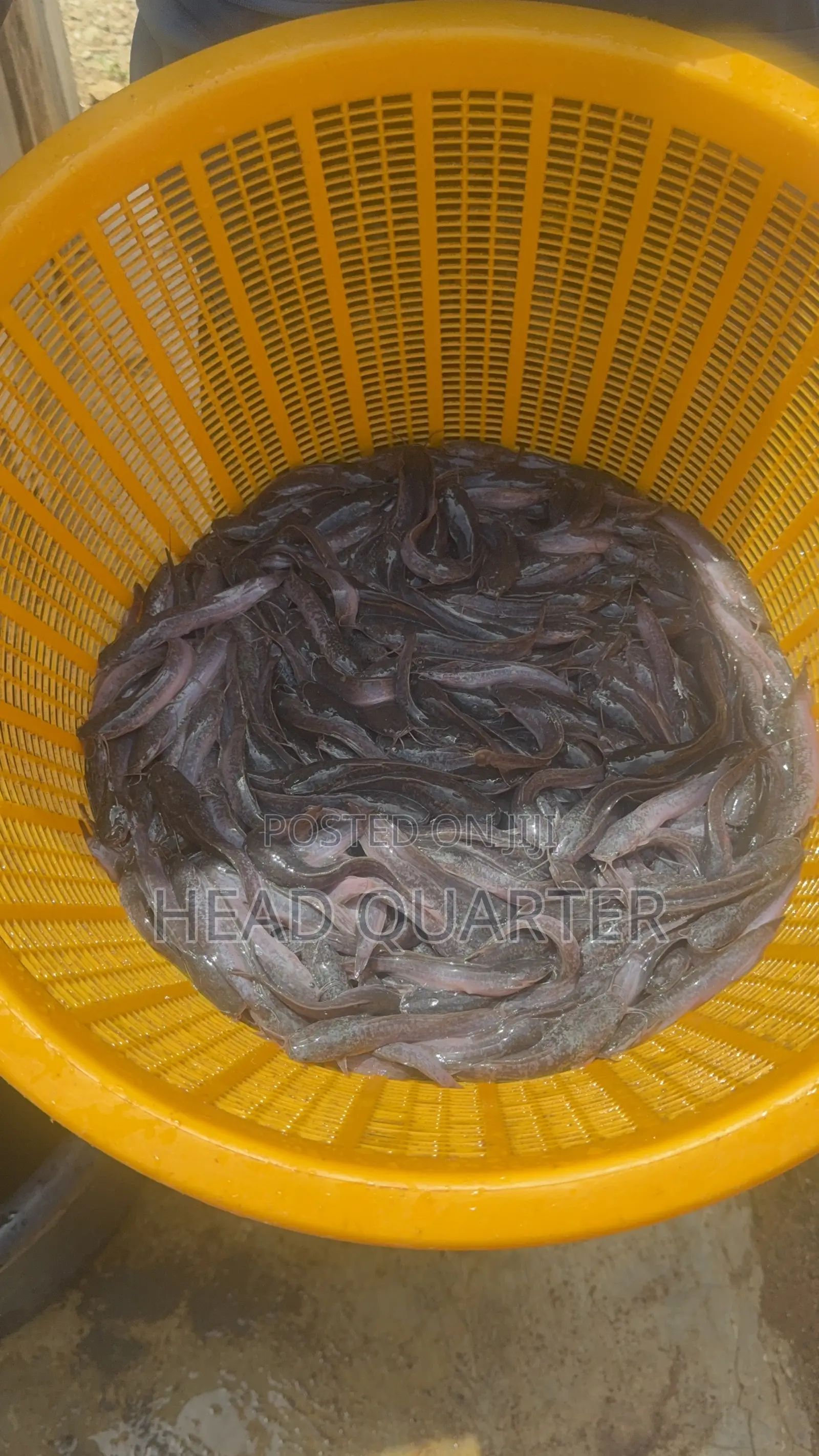 Jumbo Healthy Catfish Fingerlings Available for Sale.