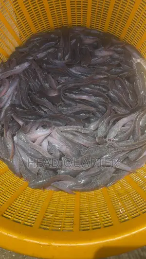 Jumbo Healthy Catfish Fingerlings Available for Sale.