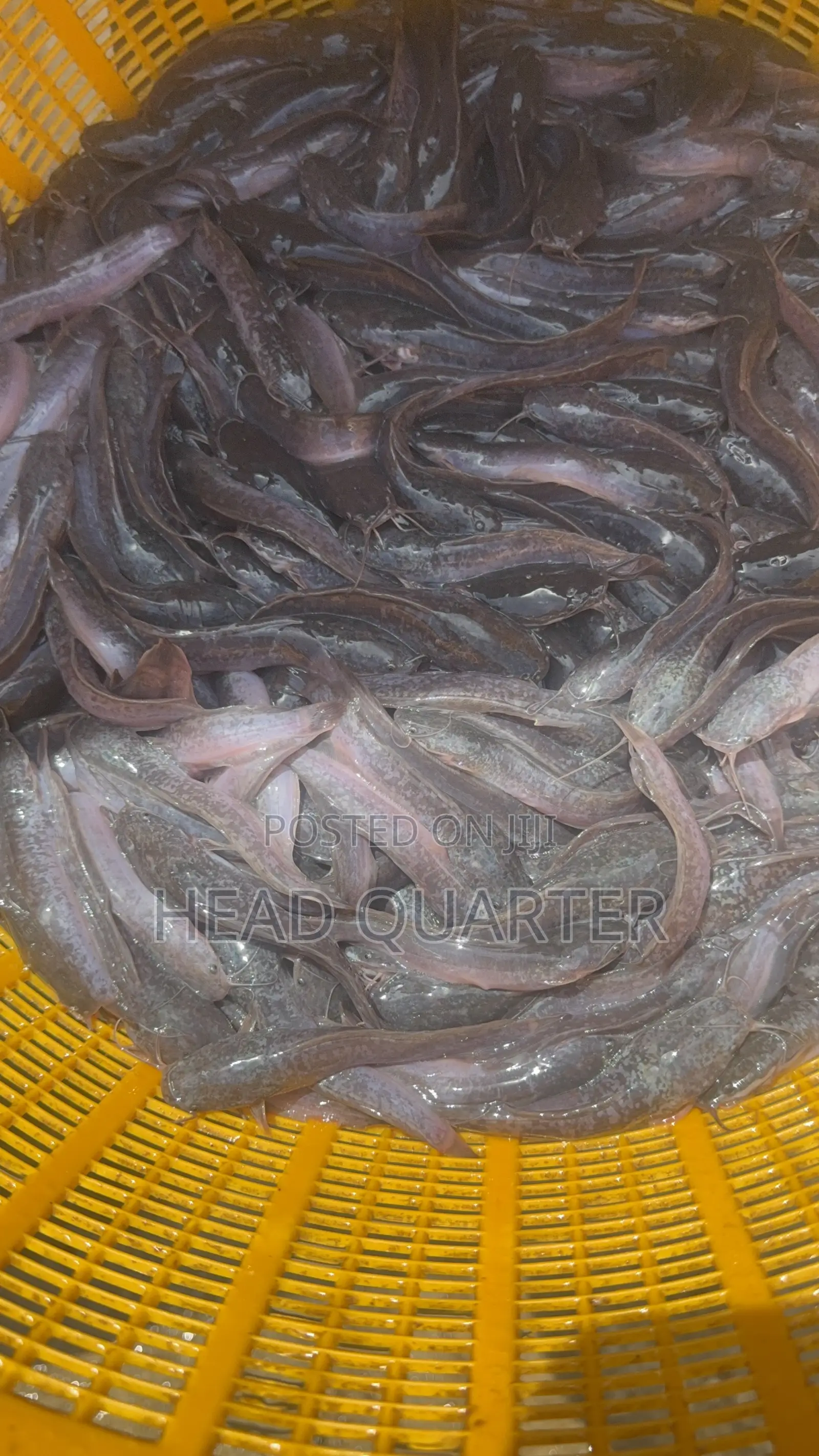 Jumbo Healthy Catfish Fingerlings Available for Sale.