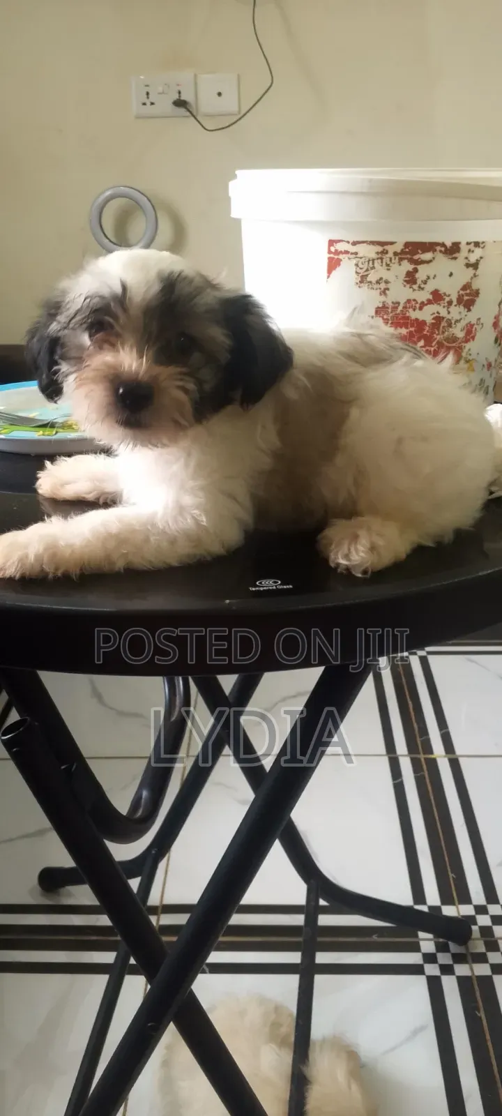 3-6 months Female Mixed Breed Poodle
