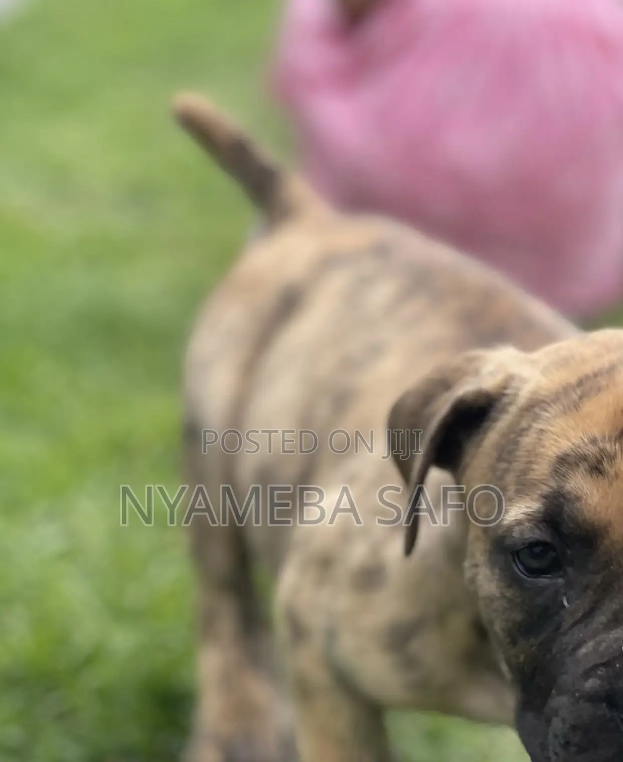 1-3 months Female Purebred Boerboel