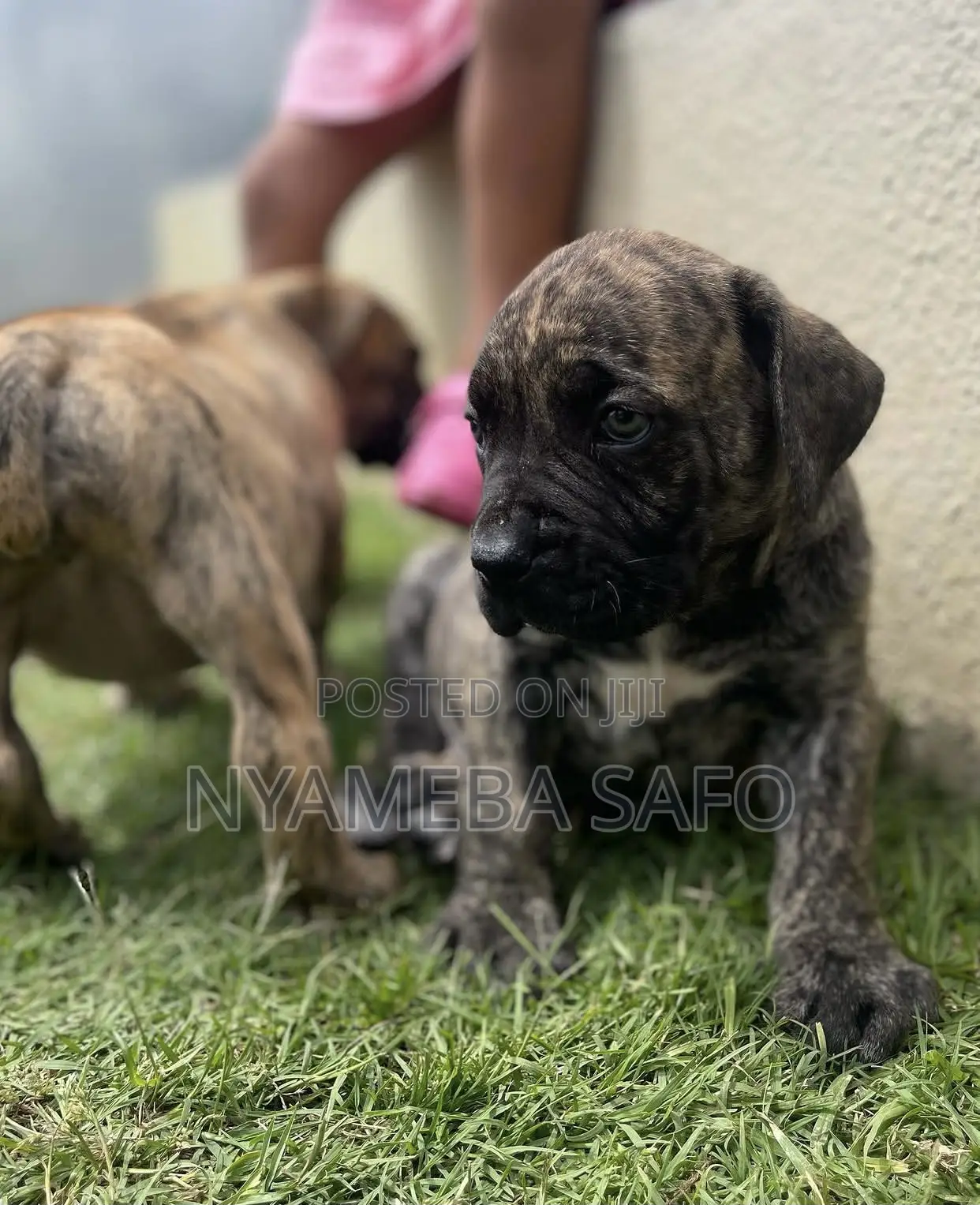 1-3 months Female Purebred Boerboel