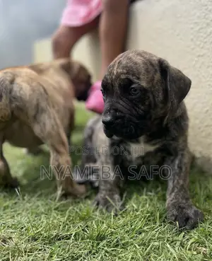 1-3 months Female Purebred Boerboel