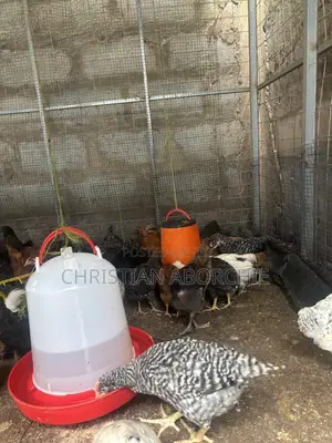 4-5 Weeks Layers Available for Sale